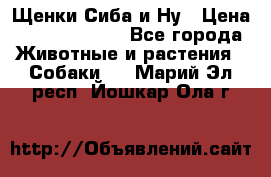 Щенки Сиба и Ну › Цена ­ 35000-85000 - Все города Животные и растения » Собаки   . Марий Эл респ.,Йошкар-Ола г.